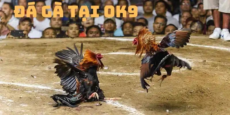 Tham gia đá gà trực tuyến kịch tính tại nhà cái OK9