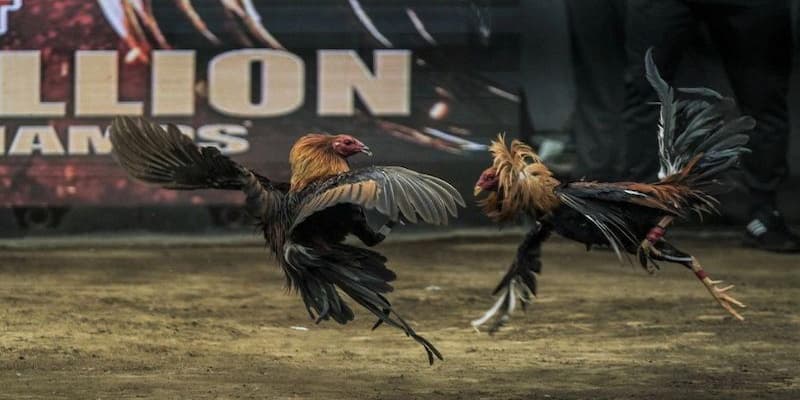 Cơ hội nhận những ưu đãi khi tham gia đá gà OK9